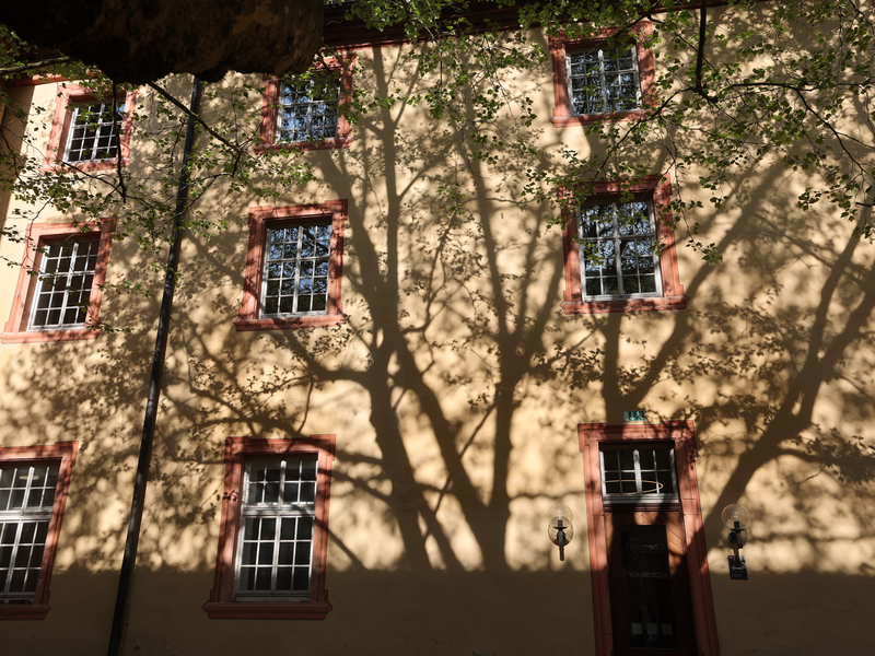 Auf dem Foto ist der Klosterhof zu erkennen. Ein großer Baum mit vielen Ästen wirft auf die Mauern der ehemaligen Augustiner-Klosteranlage einen Schatten.